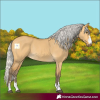 Horse Color:Silver Buckskin Dun Rabicano 