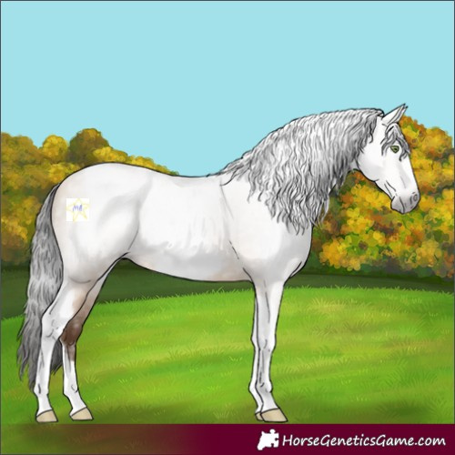 Horse Color:Gray Amber Champagne Dun Tobiano Frame 