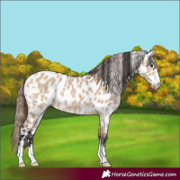 Horse Color:Bay Dun Appaloosa 