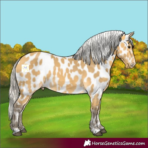 Horse Color:Silver Buckskin Appaloosa 