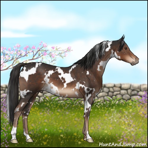 Horse Color:White Spotted Liver Chestnut 