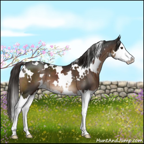 Horse Color:White Spotted Liver Chestnut Sabino Splash 