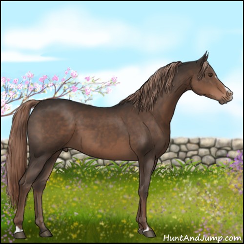 Horse Color:Liver Chestnut Sabino 