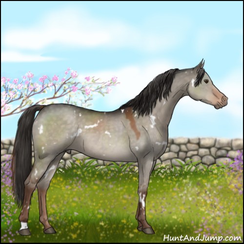 Horse Color:White Spotted Liver Red Dun 