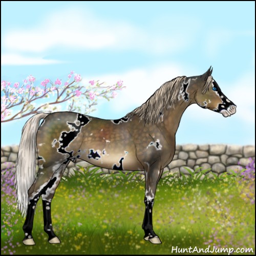 Horse Color:White Spotted Chocolate Palomino Splash 