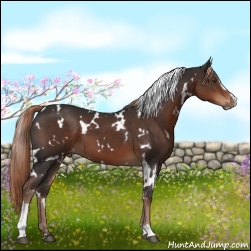 Horse Color:White Spotted Liver Chestnut Sabino 