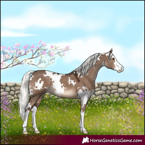 Horse Color:White Spotted Liver Red Dun Mushroom 