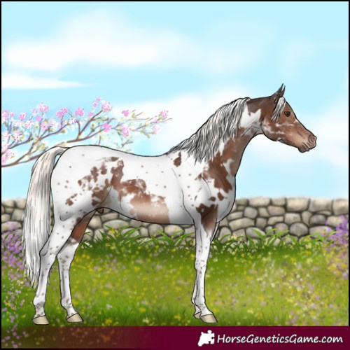 Horse Color:White Spotted Liver Chestnut Mushroom Tobiano 