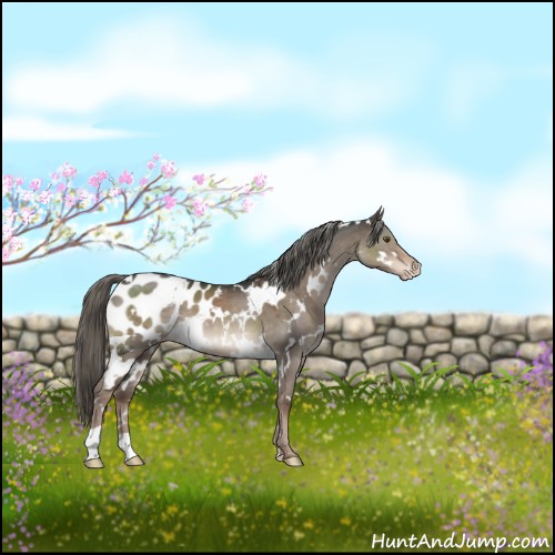 Horse Color:White Spotted Liver Red Dun Mushroom Appaloosa 