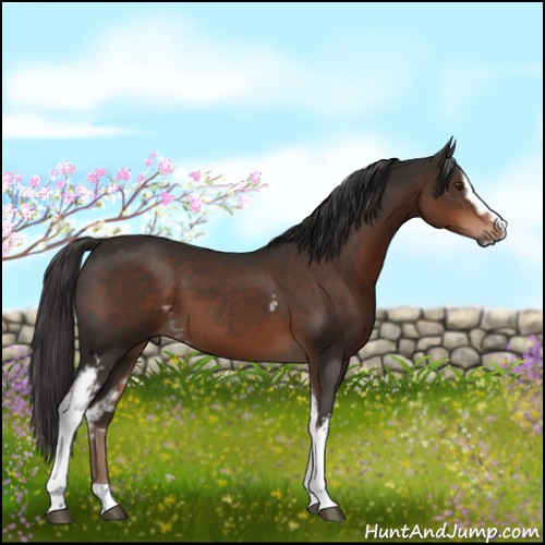 Horse Color:White Spotted Liver Chestnut Sabino 