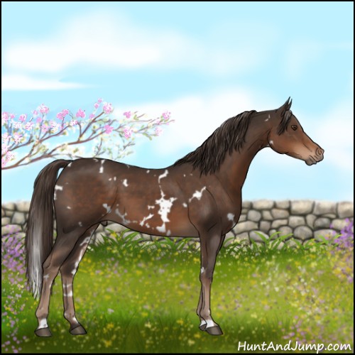 Horse Color:White Spotted Liver Chestnut 