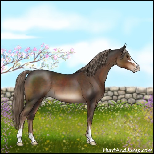 Horse Color:Liver Chestnut Sabino 