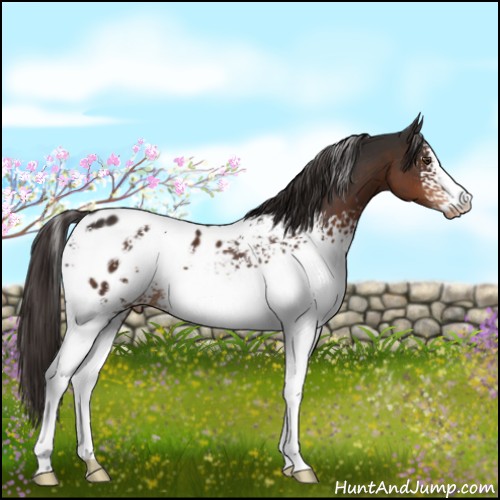 Horse Color:White Spotted Liver Chestnut Sabino Appaloosa 