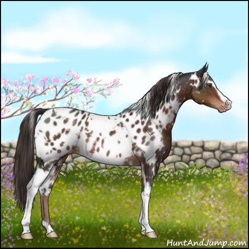 Horse Color:White Spotted Liver Chestnut Appaloosa 