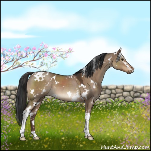 Horse Color:White Spotted Liver Red Dun 