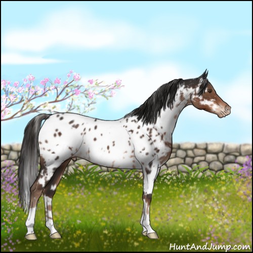 Horse Color:White Spotted Liver Chestnut Appaloosa 