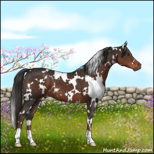 Horse Color:White Spotted Liver Chestnut 