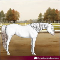 Horse Color:Bay Dun Sabino Blanket 