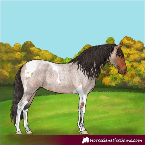 Horse Color:Bay Roan Tobiano 