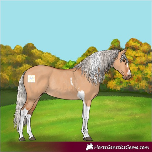 Horse Color:Silver Bay Dun Tobiano Rabicano 