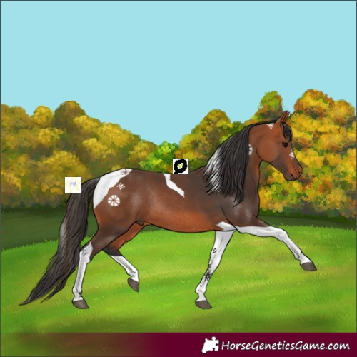Horse Color:Bay Tobiano Rabicano 