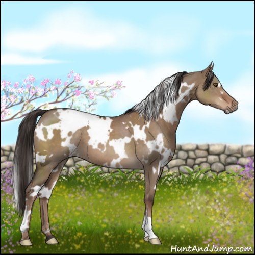 Horse Color:White Spotted Liver Red Dun 