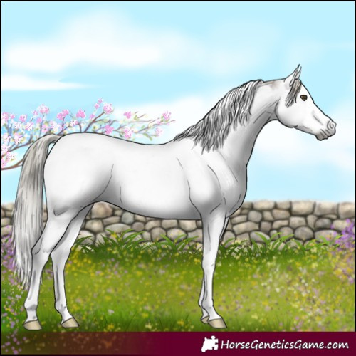 Horse Color:Gray Liver Red Dun Ice Mushroom Splash Tobiano 