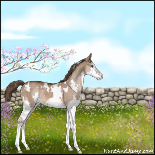 Horse Color:White Spotted Liver Red Dun Splash 