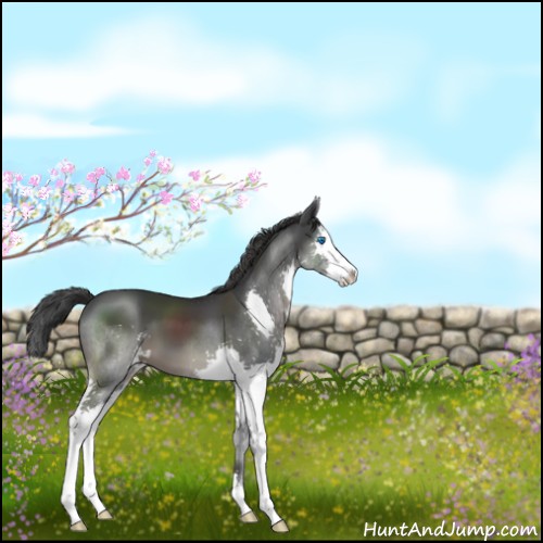 Horse Color:Black Sabino Splash 
