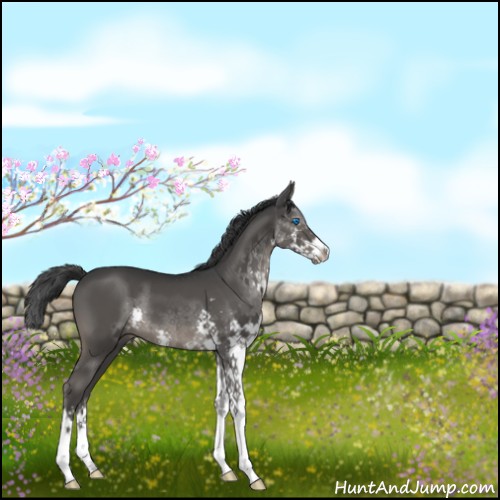 Horse Color:Black Splash 