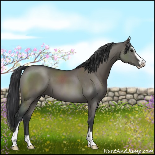 Horse Color:Grullo Sabino 