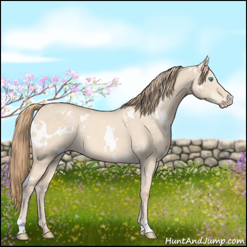 Horse Color:White Spotted Perlino Dun 