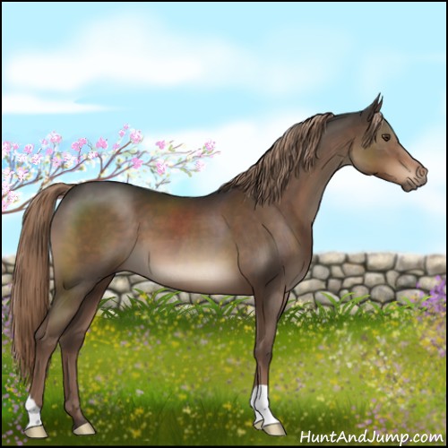Horse Color:Liver Chestnut 