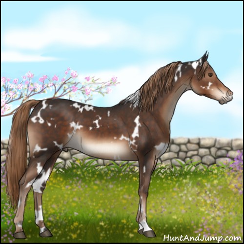 Horse Color:White Spotted Liver Chestnut 