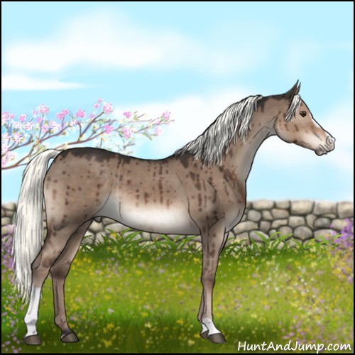 Horse Color:Liver Red Dun Mushroom Sabino Brindle 