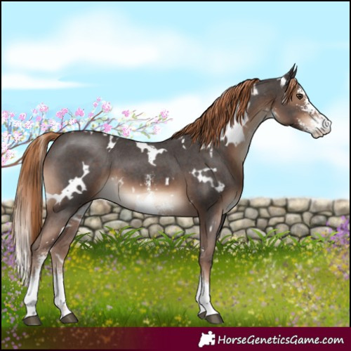 Horse Color:White Spotted Liver Chestnut Sabino