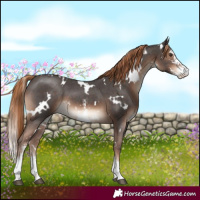 Horse Color:White Spotted Liver Chestnut Sabino 