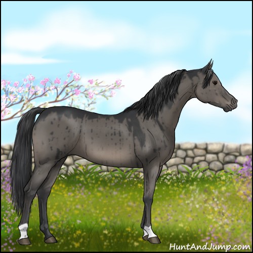 Horse Color:Grullo Brindle 