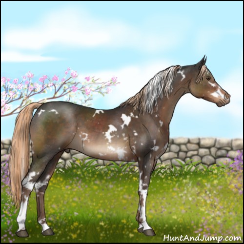 Horse Color:White Spotted Liver Chestnut 