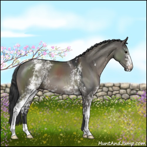 Horse Color:White Spotted Grullo 