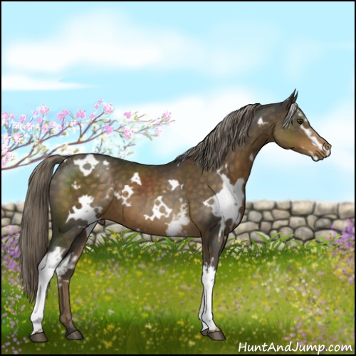 Horse Color:White Spotted Chocolate Palomino 