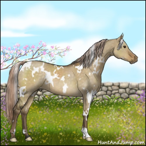 Horse Color:White Spotted Chocolate Palomino Dun 