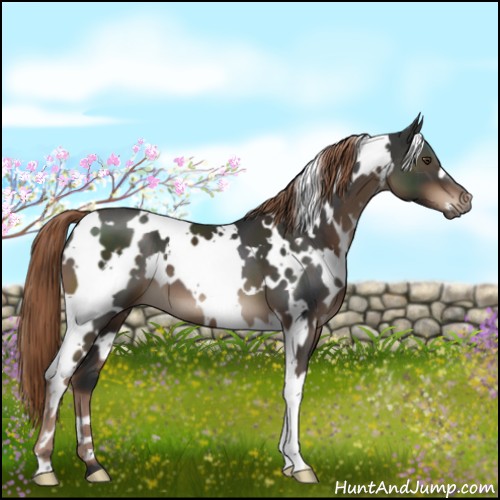 Horse Color:White Spotted Liver Chestnut 