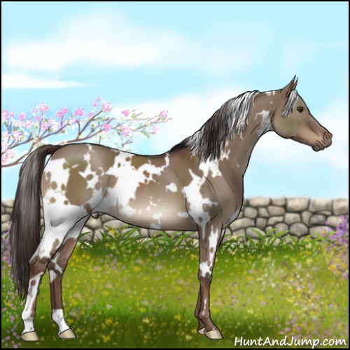 Horse Color:White Spotted Liver Red Dun 