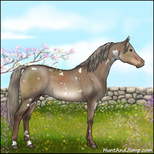 Horse Color:White Spotted Liver Red Dun 