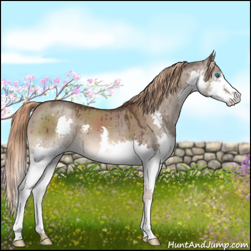 Horse Color:Liver Red Dun Splash Brindle 