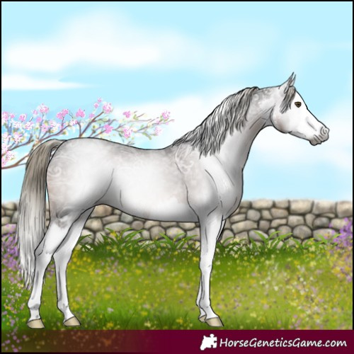 Horse Color:Gray White Spotted Liver Chestnut Ice Mushroom Splash 