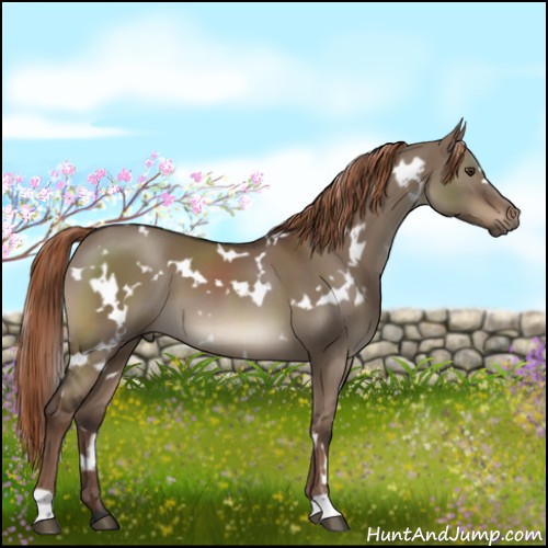 Horse Color:White Spotted Liver Red Dun 