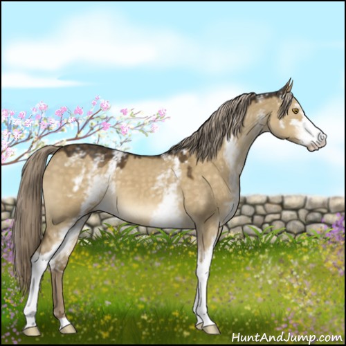 Horse Color:White Spotted Chocolate Palomino Dun Sabino 