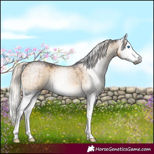 Horse Color:Gray Chocolate Palomino Dun Mushroom Splash Brindle 